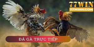 Đá Gà Trực Tiếp